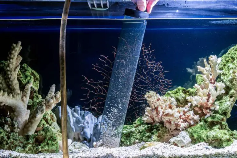 How to Remove Silicates from Aquarium?