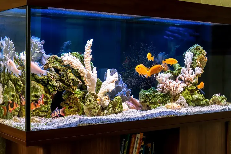 https://aquariumia.com/how-many-fish-can-you-put-in-a-75-gallon-tank/