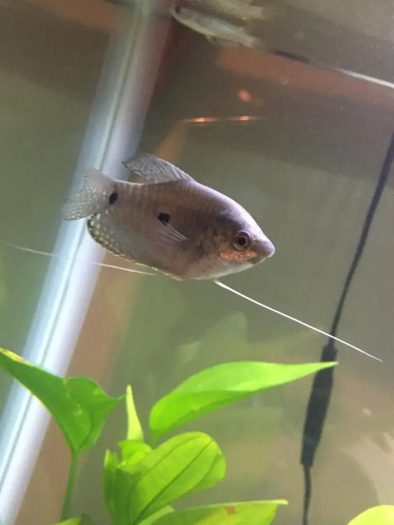 Why Do Gouramis Have Whiskers? An In-Depth Analysis