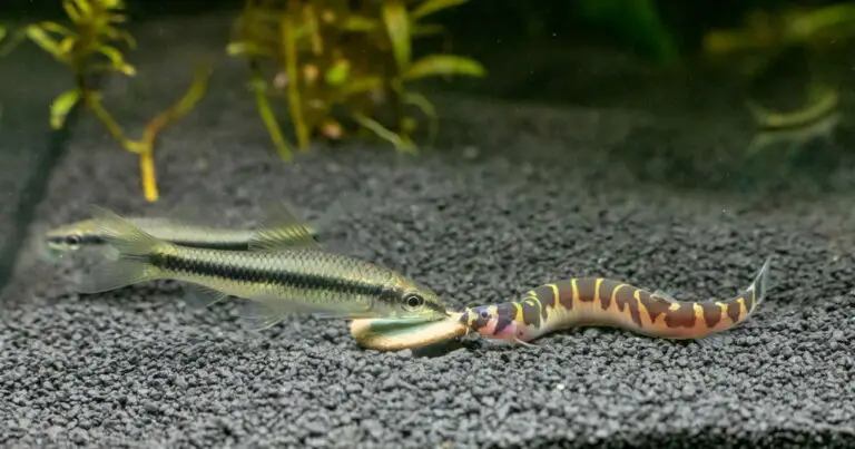 What Do Kuhli Loaches Eat?