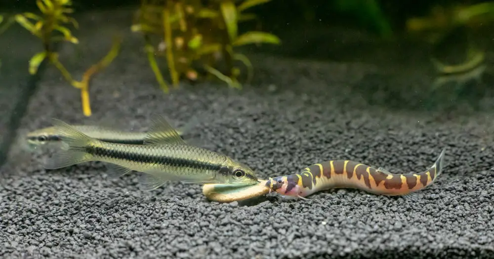 https://aquariumia.com/what-do-kuhli-loaches-eat/