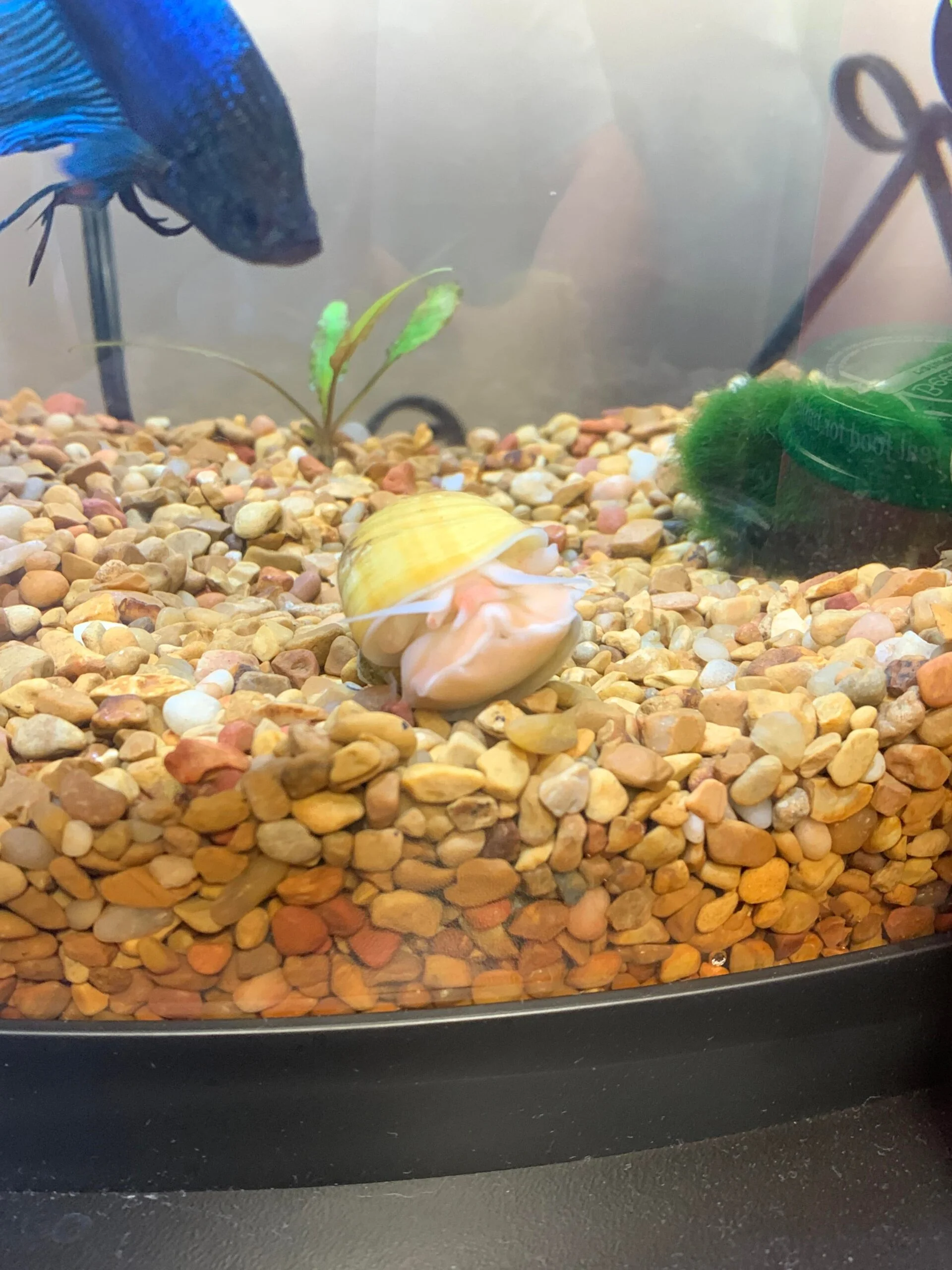 Can Mystery Snails Flip Themselves Over? Aquariumia