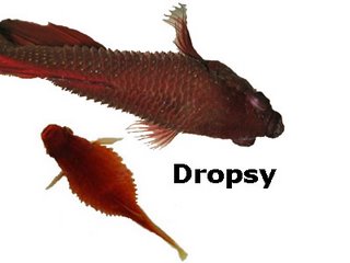 https://aquariumia.com/page/26/