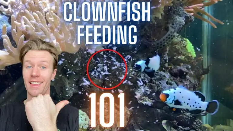What to Feed Clownfish?
