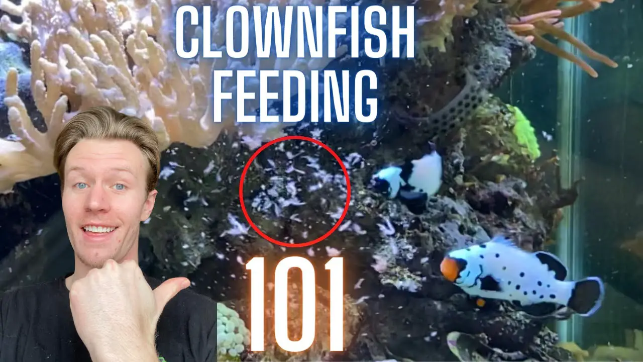 https://aquariumia.com/what-to-feed-clownfish/
