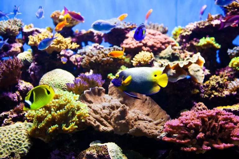 What is the Best Temperature for a Saltwater Aquarium?