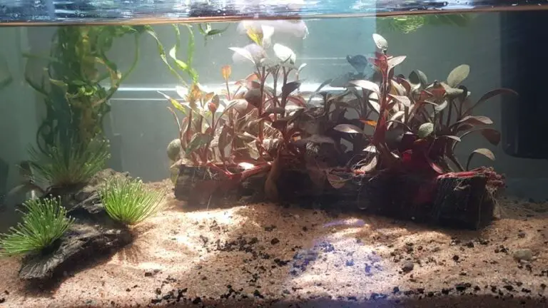 How to Treat Beach Sand for Freshwater Aquarium?