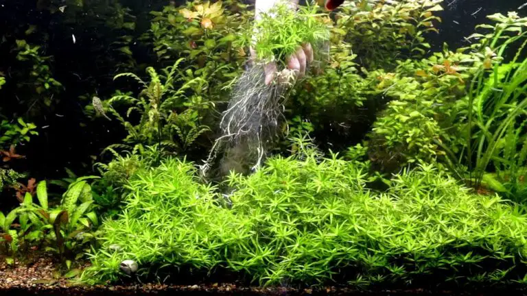 Star Grass Aquarium