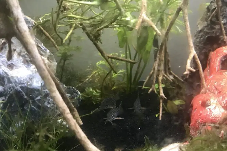 Cory Catfish Glass Surfing