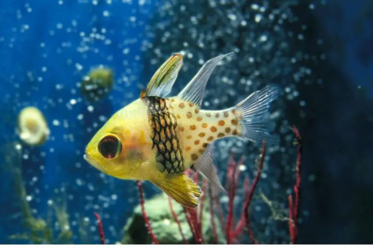 Can I Mix Salt Directly in My Aquarium?