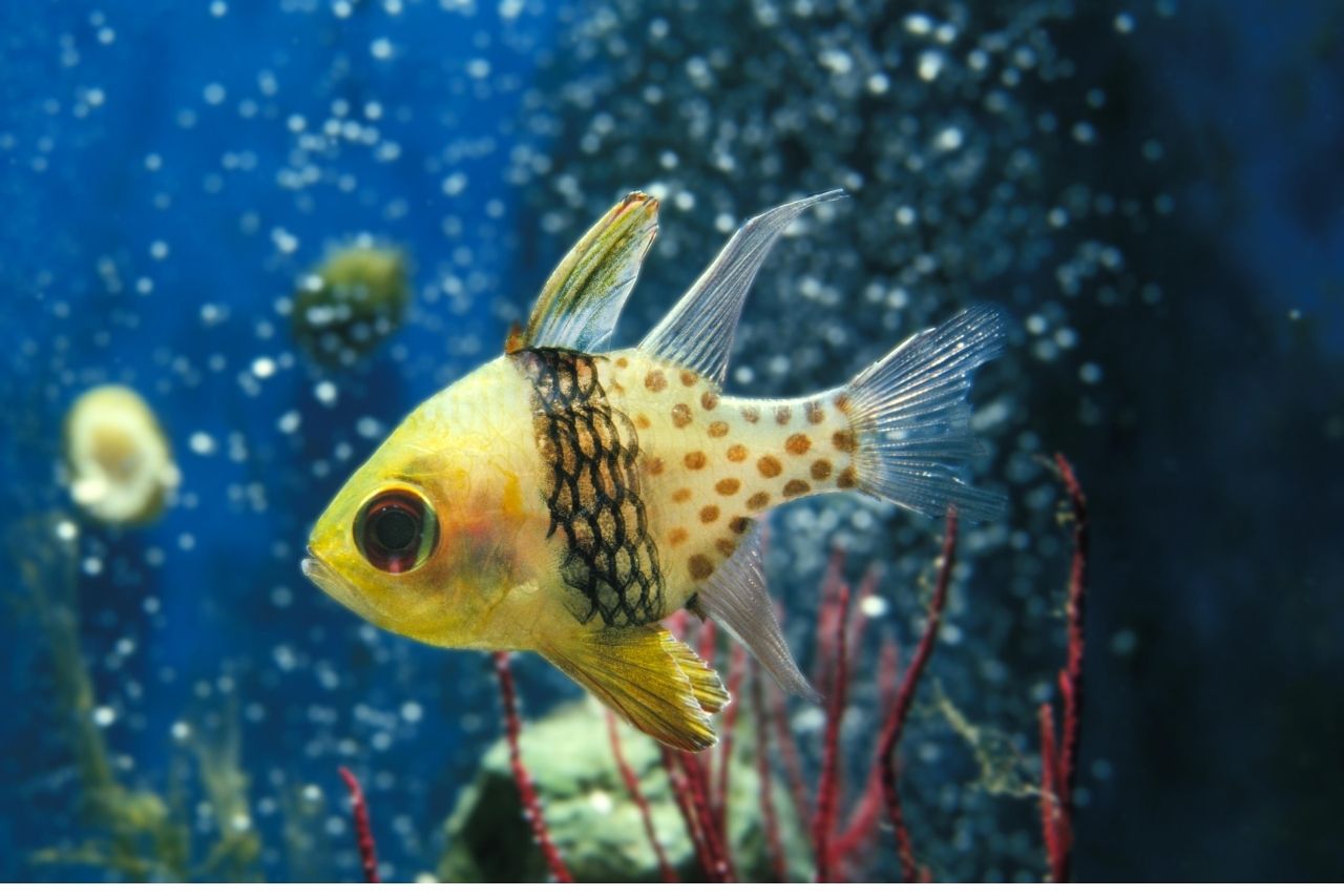 https://aquariumia.com/can-i-mix-salt-directly-in-my-aquarium/
