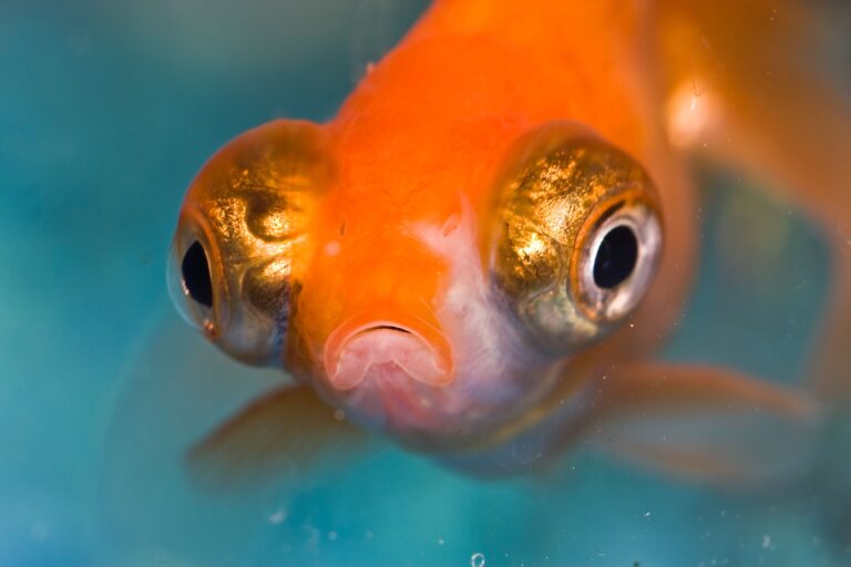 Fish With Big Eyes