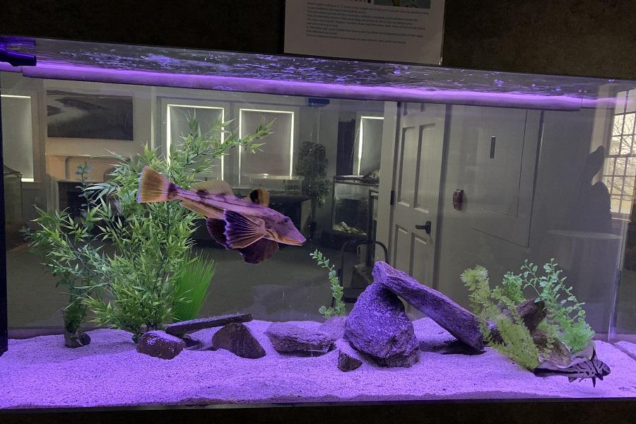 https://aquariumia.com/how-often-to-change-fish-tank-filter/