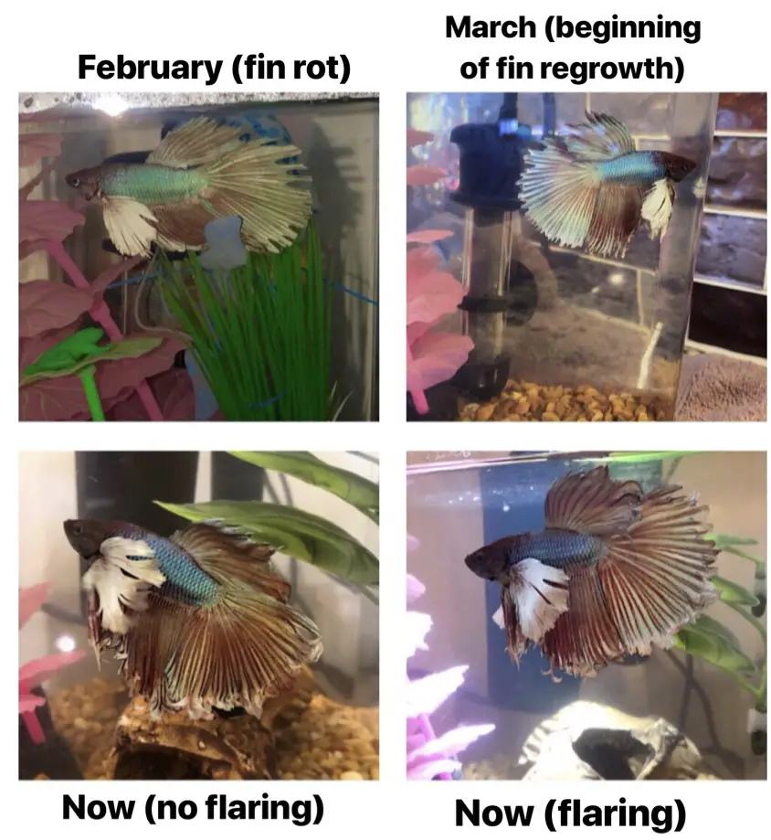https://aquariumia.com/how-long-does-it-take-for-fish-to-regrow-fins/