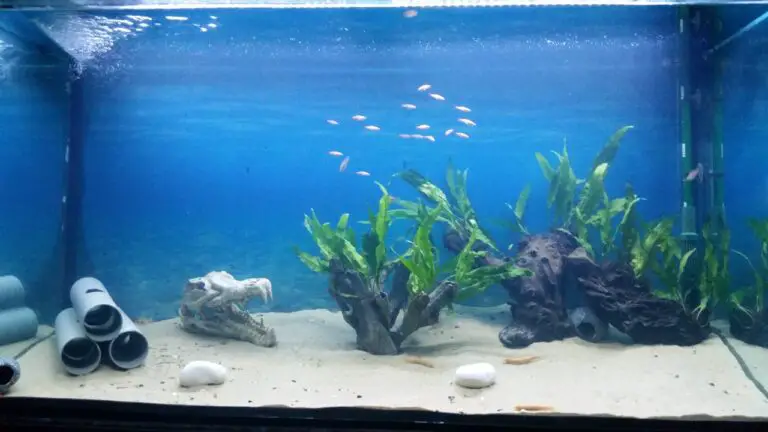 How to Add Sand to an Established Freshwater Aquarium?