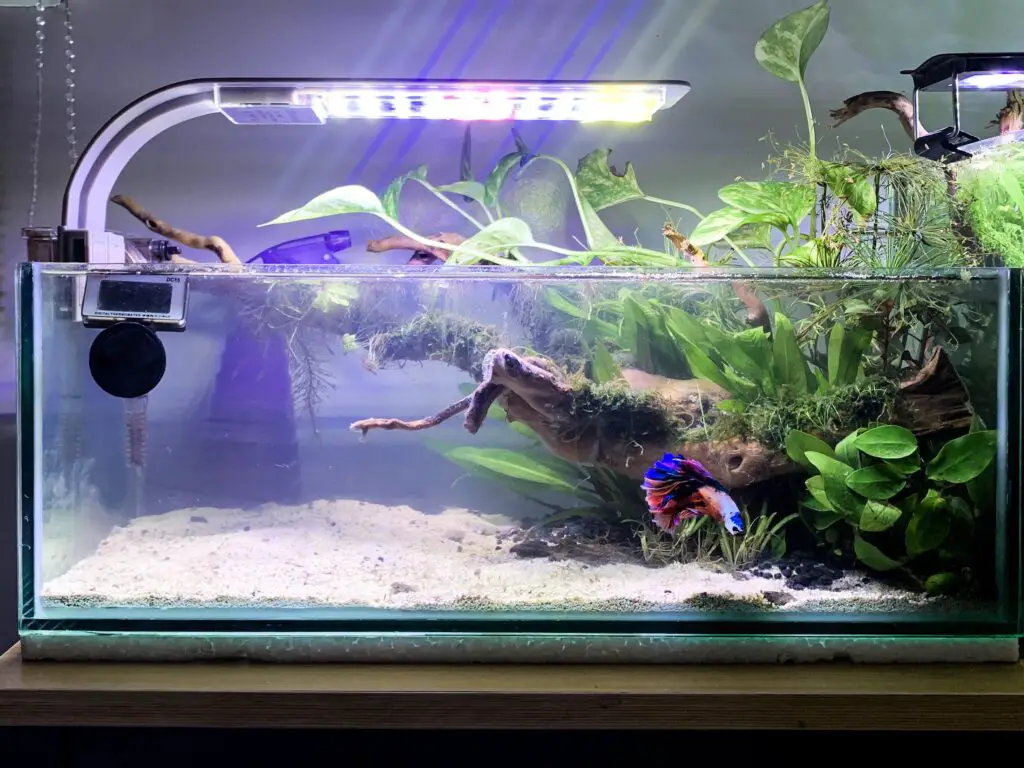 What Fish Can Live With Bettas In A 5 Gallon Tank? Aquariumia