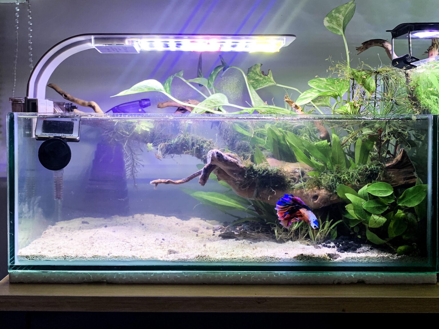 What Fish Can Live With Bettas In A 5 Gallon Tank? Aquariumia