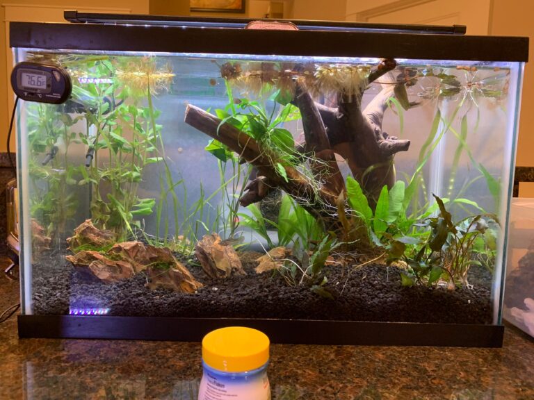 How Many Sparkling Gourami in 10 Gallon?