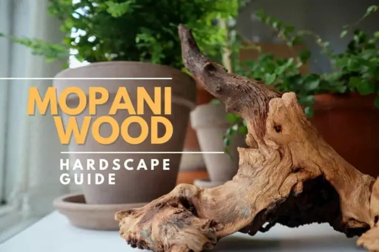 How to Prepare Mopani Wood for Aquarium?