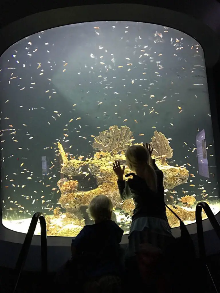 Sea Life Arizona vs Odysea Aquarium