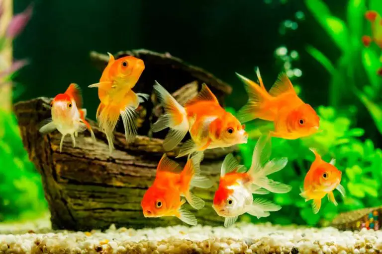 Types of Small Goldfish