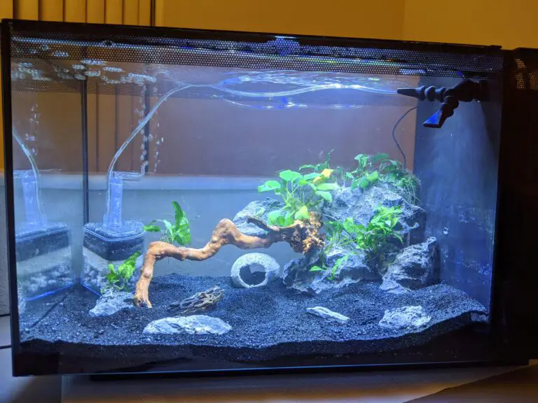 Fluval Evo 13.5 Freshwater Setup