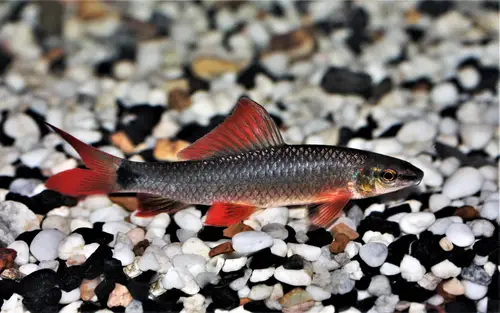 https://aquariumia.com/page/27/