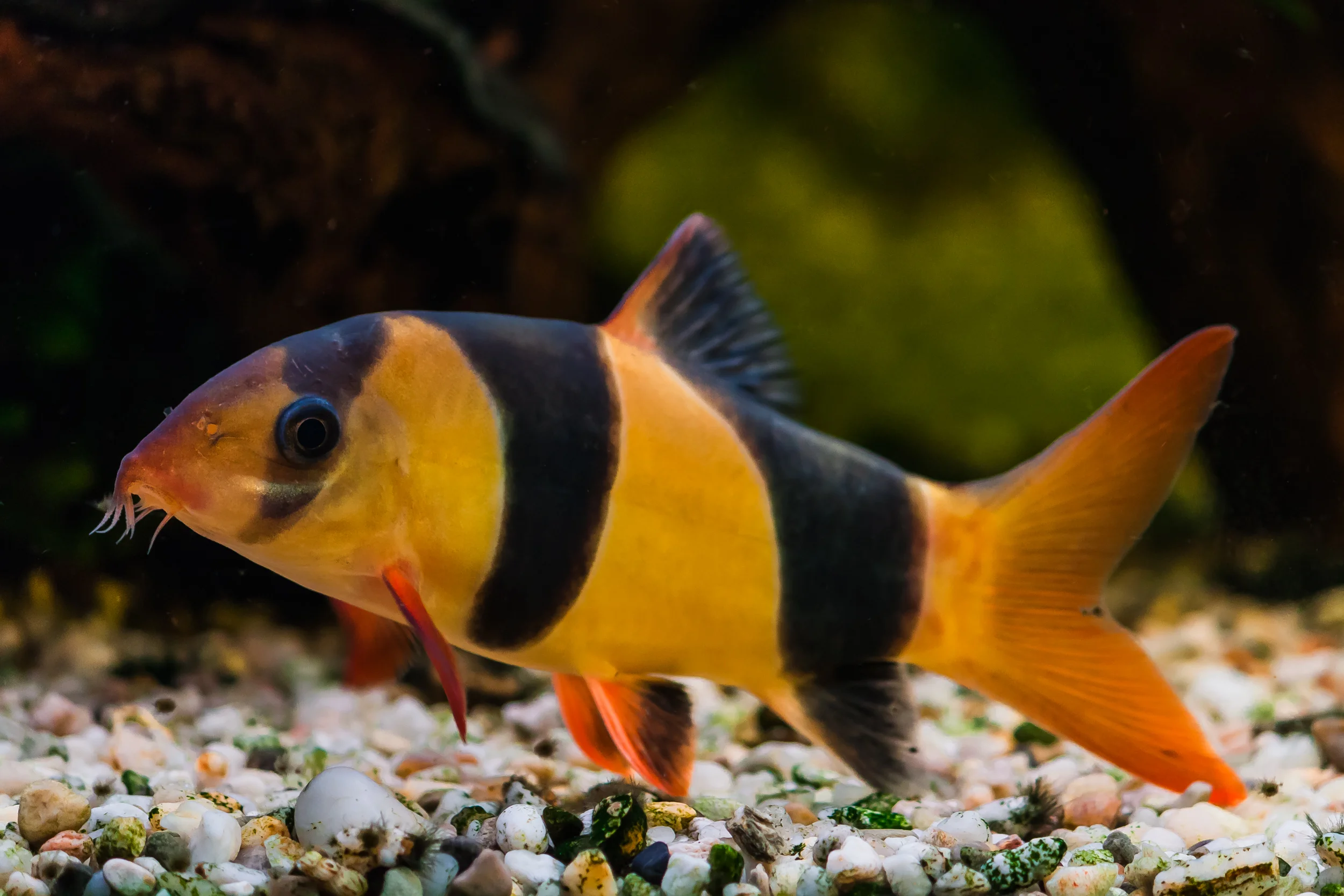 https://aquariumia.com/what-do-clown-loaches-eat/