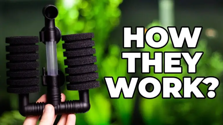 Unlocking the Secrets: How Sponge Filters Actually Work?