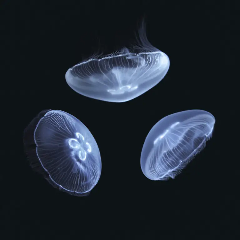How Much Do Moon Jellyfish Cost?