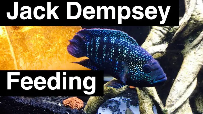 What Do Jack Dempsey Fish Eat?