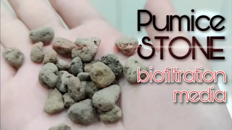 Pumice Stone Aquarium Benefits
