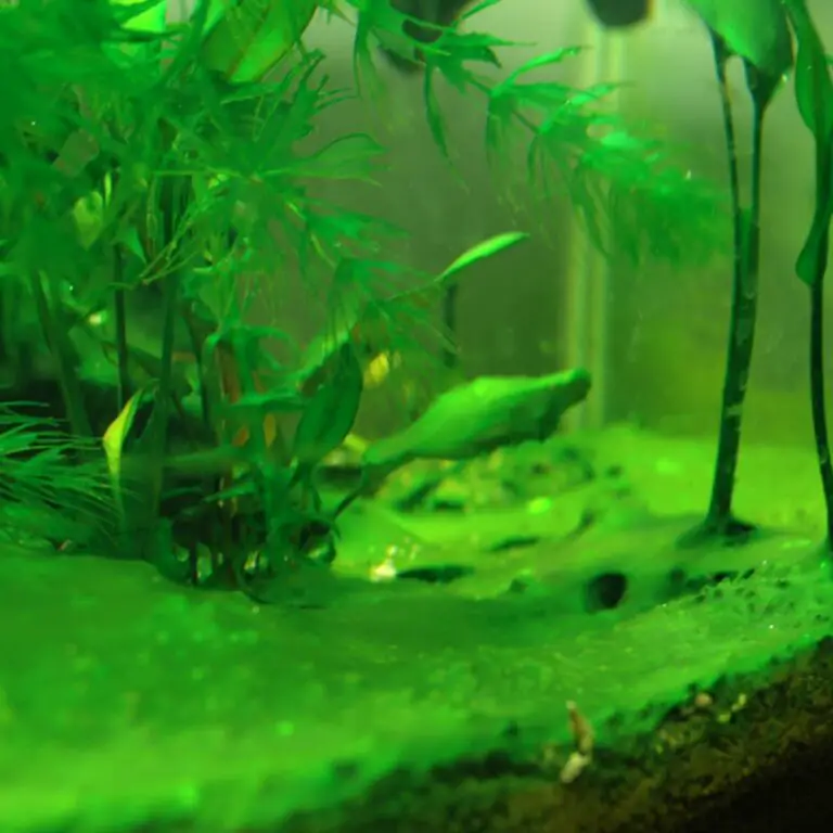 Can Cyanobacteria Live Without Light in Saltwater Aquarium?