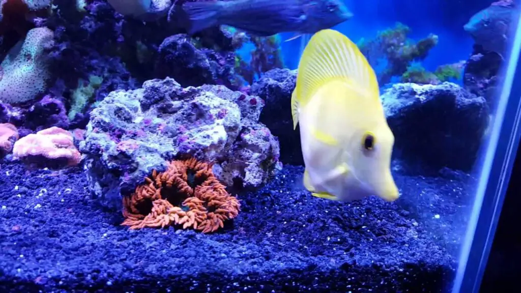 Black Sand In Reef Tank - Aquariumia