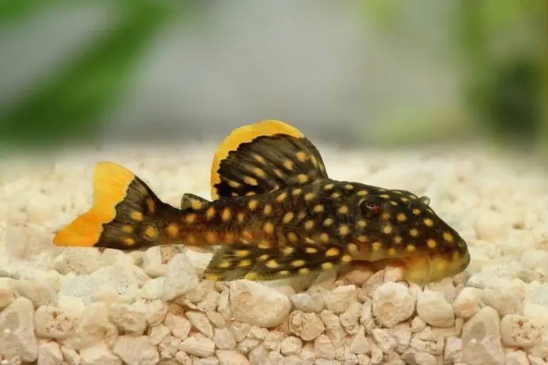 Why Do My Plecos Keep Dying?