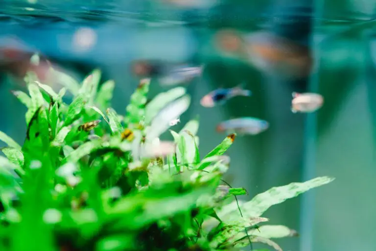 How to Sterilize Aquarium Plants?