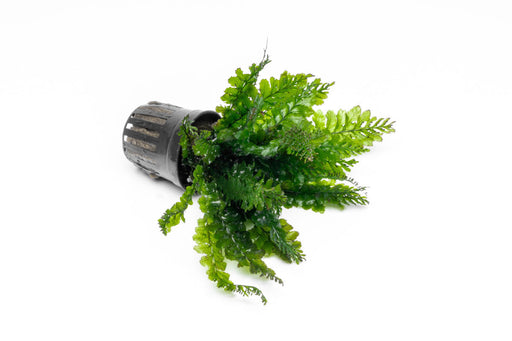 https://aquariumia.com/borneo-fern-aquarium/