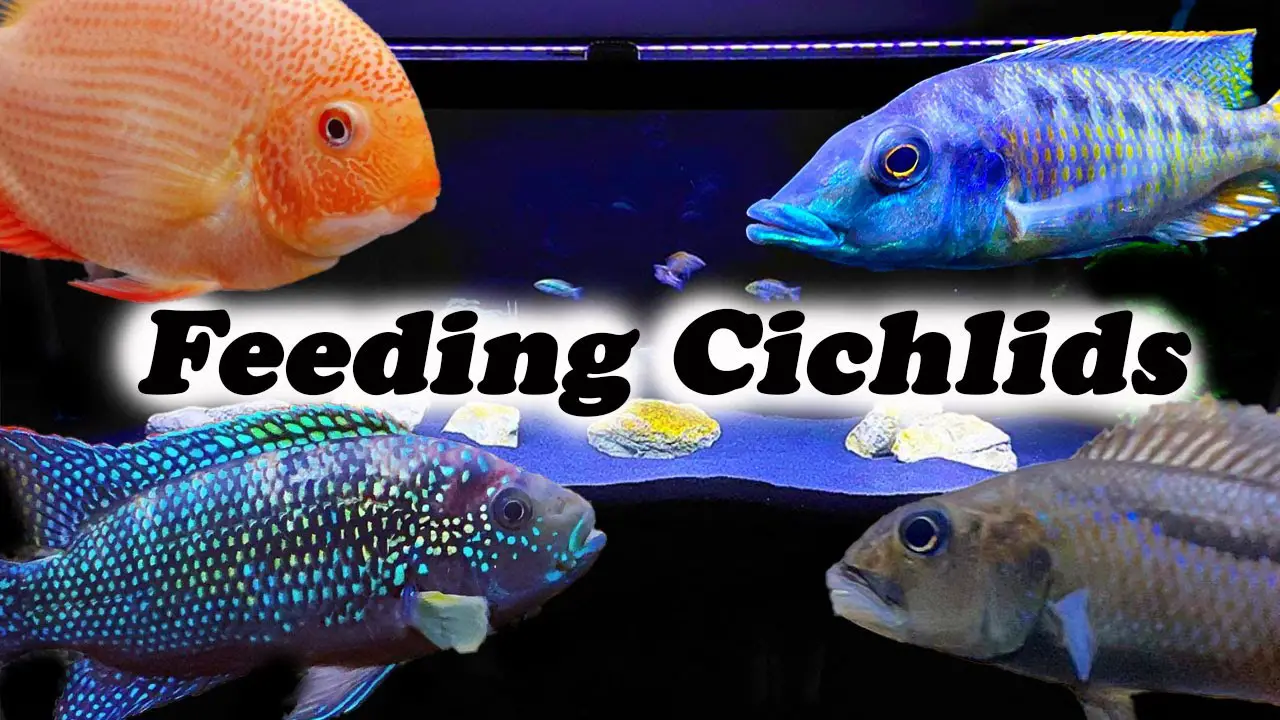https://aquariumia.com/can-goldfish-eat-cichlid-food/