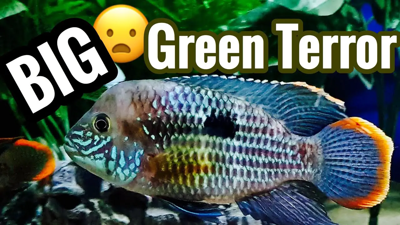 green terror fish