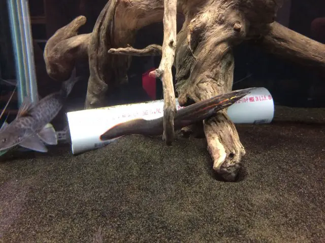 Blasting Sand for Aquarium: The Ultimate Guide to Transform Your Underwater Oasis 2 https://aquariumia.com/blasting-sand-for-aquarium/