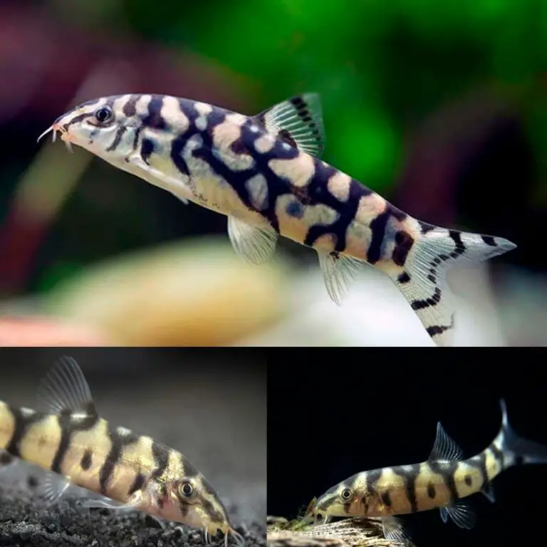 Pakistani Loach: A Master Of Camouflage In Aquatic Ecosystems