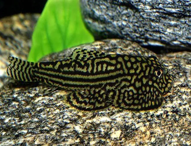 https://aquariumia.com/reticulated-hillstream-loach/