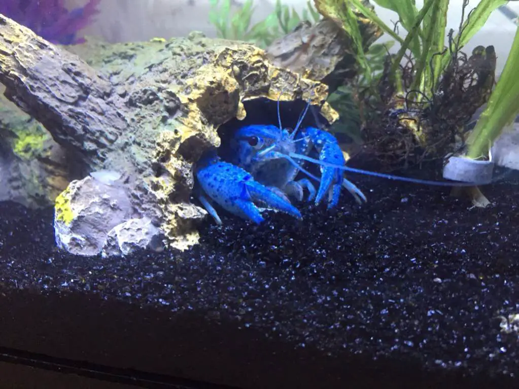 blasting sand for aquarium