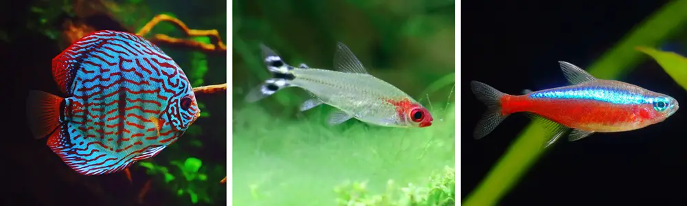Best Freshwater Fish Combinations