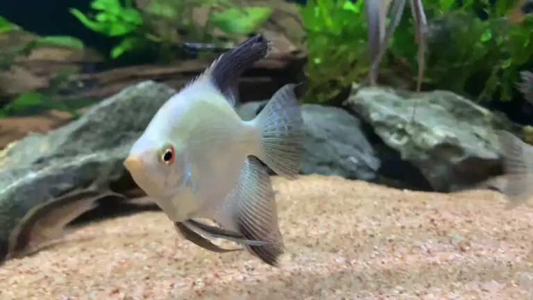 BSP Angelfish