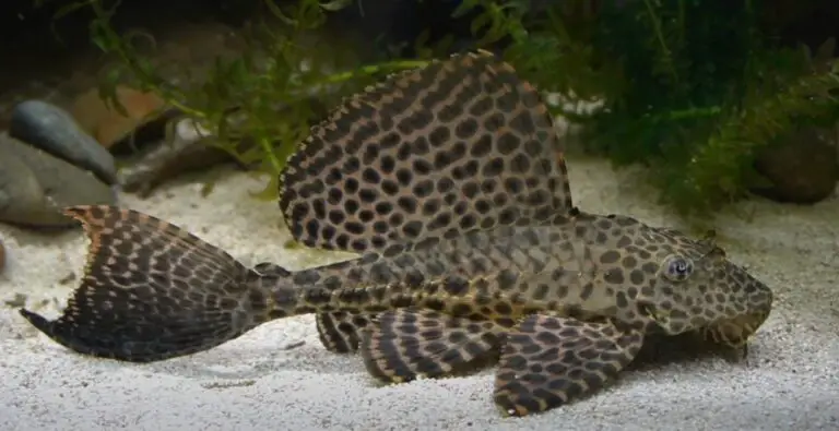 butterfly sucker fish