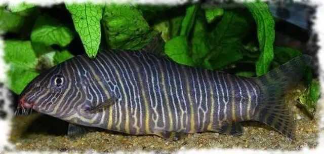 Golden Zebra Loach Vs Yoyo Loach