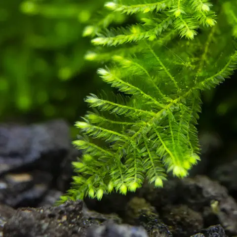 Green Freshwater Aquarium Fish