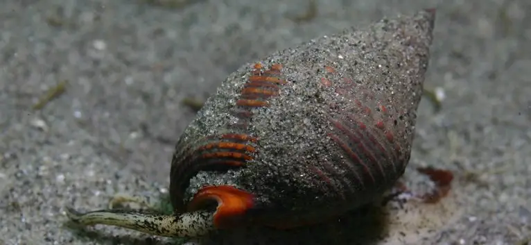 What Do Nassarius Snails Eat