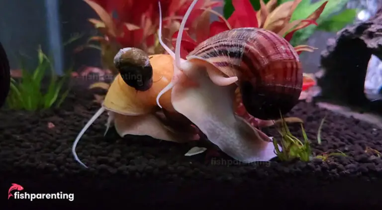 What Do Turbo Snails Eat